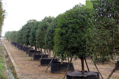 市園林和林業(yè)局領(lǐng)導(dǎo)調(diào)研武漢園發(fā)公司苗圃基地