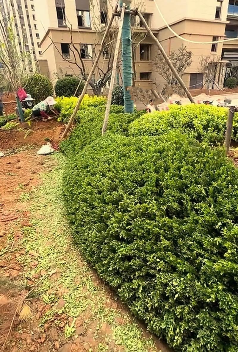 小區綠化案例分享#小區綠化 #園林綠化 #施工現場實拍 #庭