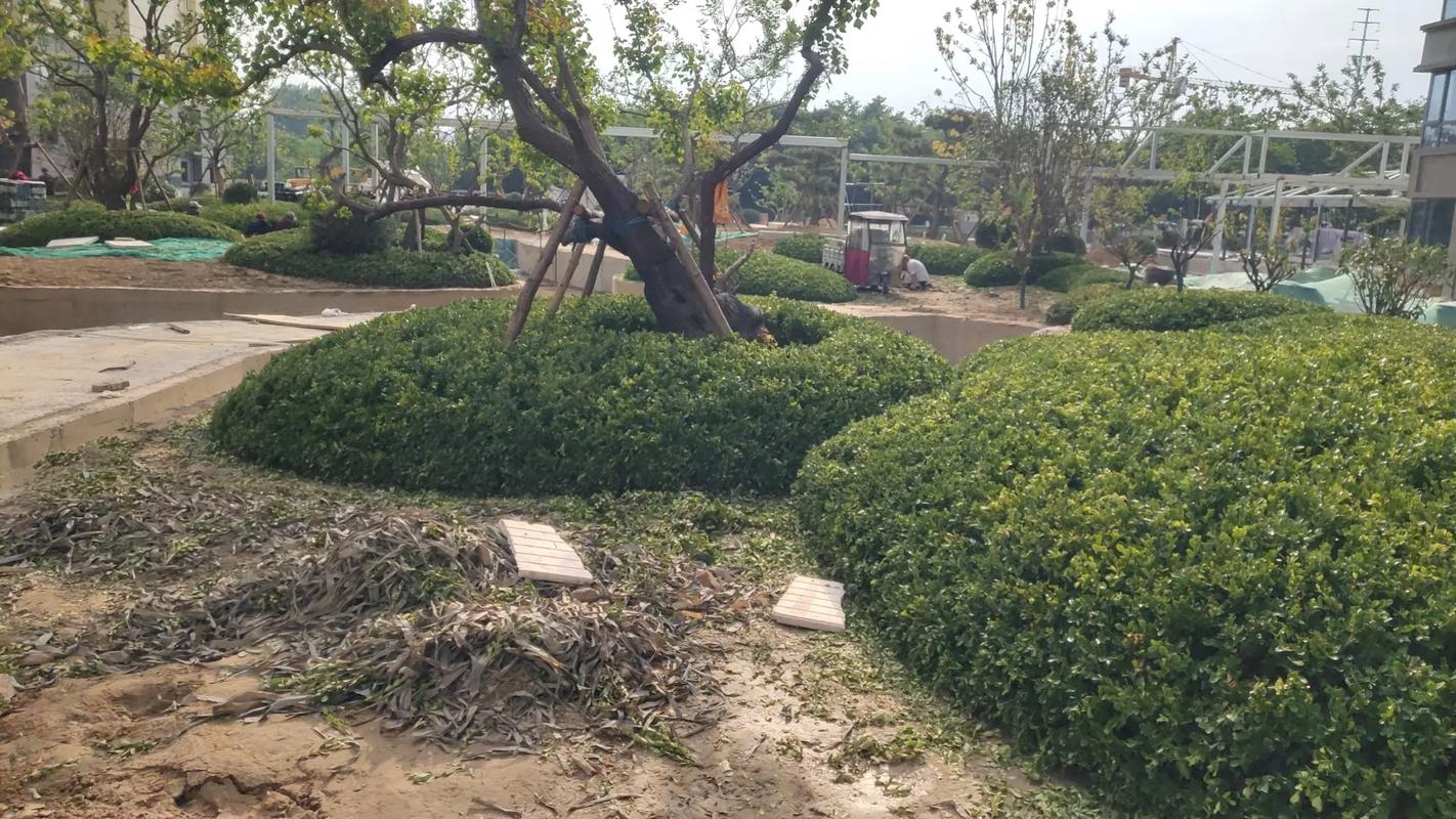 施工現(xiàn)場(chǎng)實(shí)拍 專業(yè)的事交給專業(yè)的人 園林綠化工程 小區(qū)綠化
