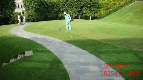 園林綠化草種子的種類一斤多少錢(qián)