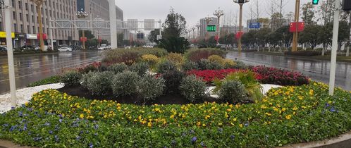 天心區園林綠化維護中心花境相繼展現