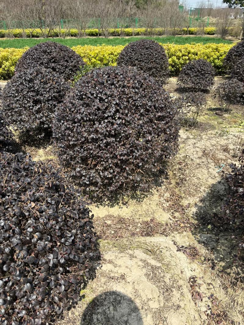 從苗木到園林 廠(chǎng)房綠化工程中的全鏈條服務(wù)