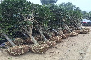 肥西 中國(guó)園林綠化苗木的重要產(chǎn)地與卓越的園林綠化工程施工